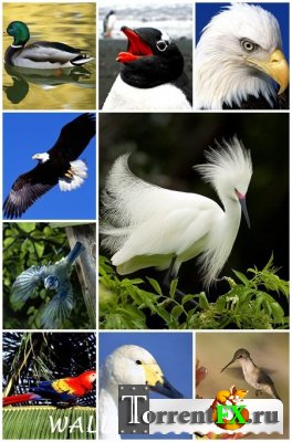     - 35 Beautiful Birds Around the World Wallpapers (1600x1200) [35 ]